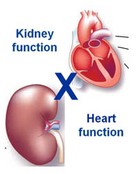 heart-kidney_02